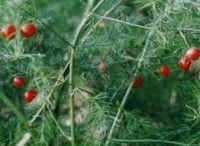 Asparagus Racemosus  herbs for sale