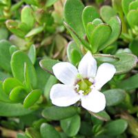 Bacopa Monniera herbs for export