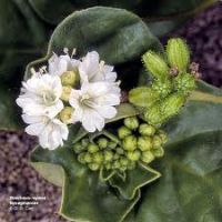 Boerhavia Diffusa herbs for sale