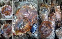 Petrified Wood AAA Grade