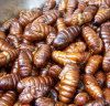 Sell silkworm pupae