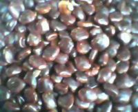 Supply tamarind seeds with good quality in any time