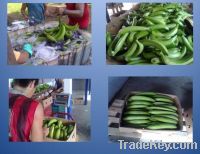 Sell bananas and Agri Products