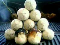 Sell coconut ripen