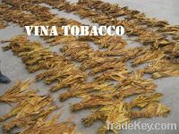 Tobacco raw in Vietnam high quality