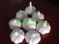 Sell normal and pure white garlic