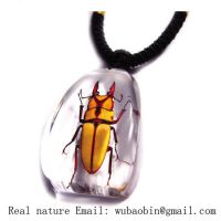 Sell insect amber necklace