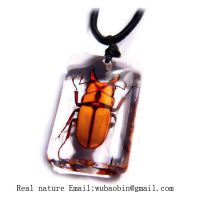 Sell real insect amber nekclace1