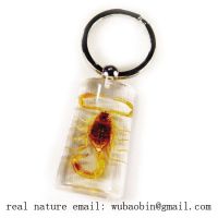 Sell real insect amber keychain