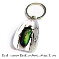 Sell real insect amber keychain1