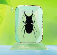 Sell real insect amber desktop decoration