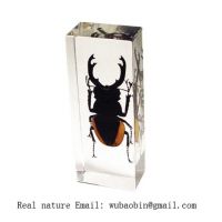 Real insect amber paperweight