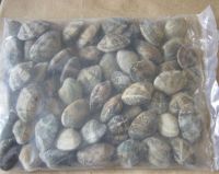 Sell clam in different forms