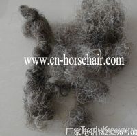 Sell curled horse tail hair for sofa