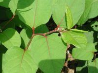 Sell Giant Knotweed Extract 20% 50% 98% Resveratrol