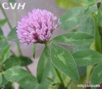 Sell Red Clover Extract 8% 20%40% Isoflavones