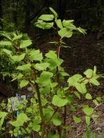Sell Giant Knotweed Extract 20% 50% 98% 99% Resveratrol