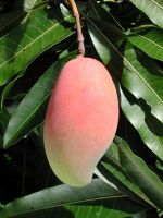Sell  mangoes