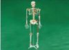 Sell   skeleton model w/muscles