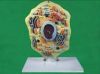 Sell   model of plant cell