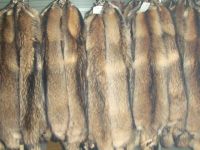 Sell high quality raccoon skin