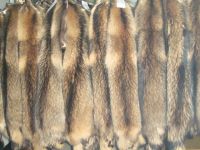 Sell High quality big size Raccoon skin