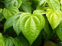 Sell Betel Leaves