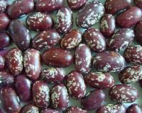 Sell Purple Speckled Kidney Beans