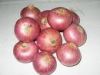 Red Onion from Yemen