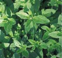 Marjoram