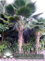 Sell Landscape Palms, Trees, Shrubs