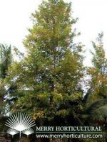 Sell landscape trees for export