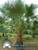 Sell landscape palms trees for export