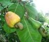 Cashew nut