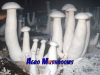 milky mushroom mushroom spawn