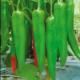 Special Offer for  hot pepper seed-New fengjiao No.2