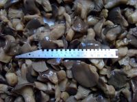 Sell Baby Pleurotus Ostreatus