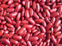 Light speckle kidney beans