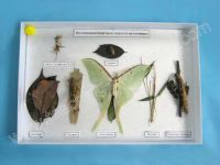 Sell Insect Camouflage Sample Collection (B1233)