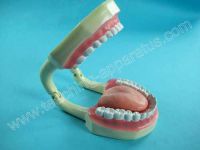 Sell Tooth Hygiene Demonstration Model (B1004)