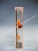 Sell Internal Structure of a snail immersed specimen (B1043)
