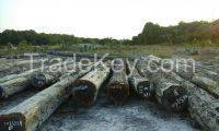 Wamara Logs for Sale- (Montouchi, Panacoco, Saboarana, Brown Ebony)
