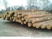 Sell Spruce Logs