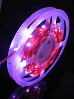 Sell LED  ROPE LIGHTS