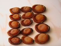 Sell Oman dried abalone