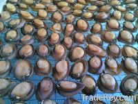 Middle East dried Abalone(Oman Abalone)