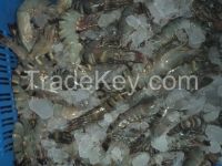 Frozen Black Tiger Shrimp