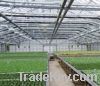 Sell Tempered Glass for Greenhouse