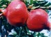 Sell Punica granatum L.