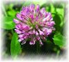 Sell Red Clover Extract Powder